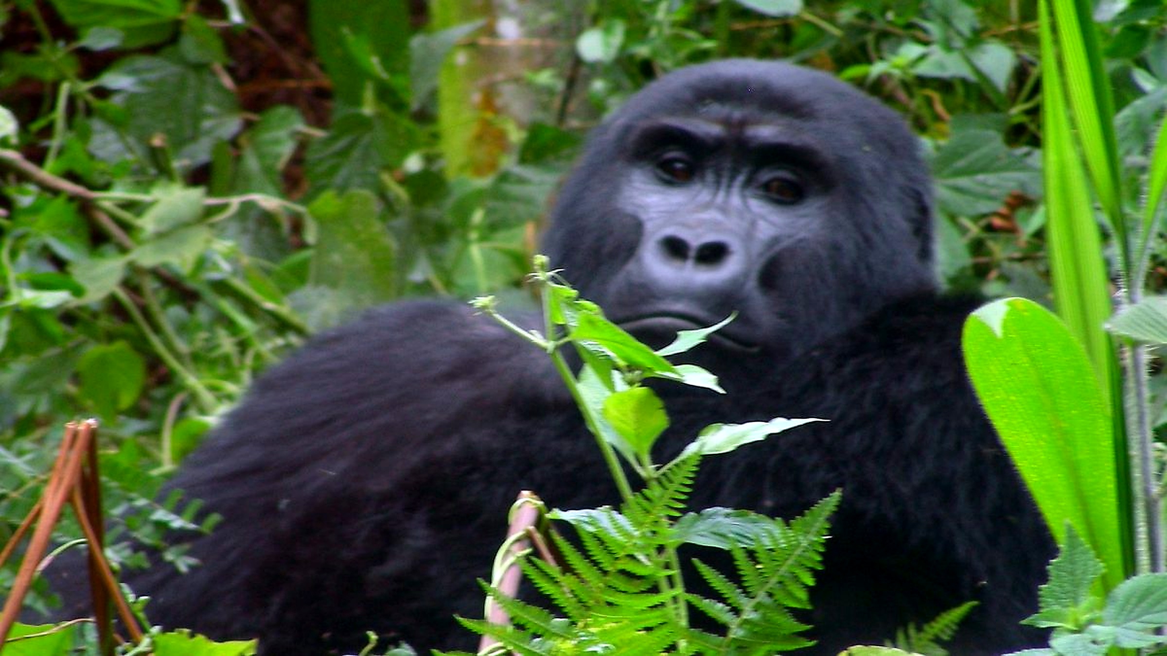 Gorilla Trekking Day
