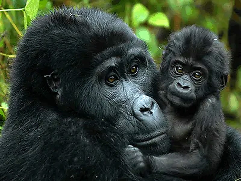Bwindi Impenetrable Forest, Uganda