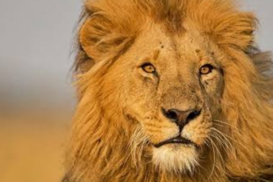 Best Time to Visit the Maasai Mara — A Month-by-Month Guide