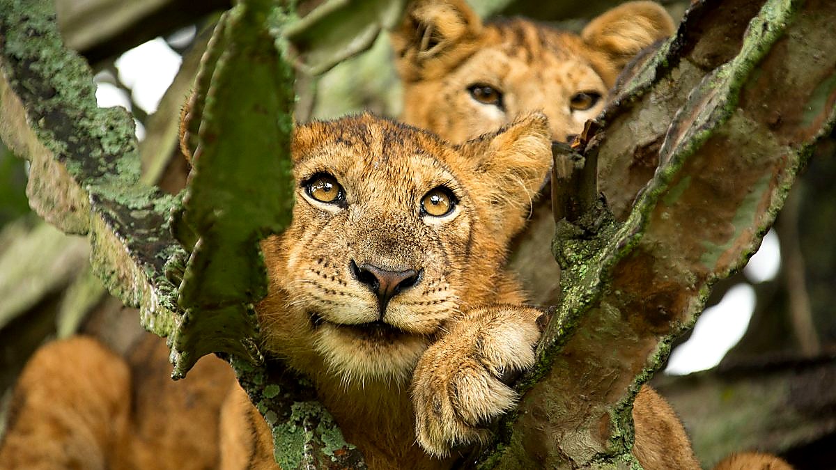 Africa's Big Five: Where, When & How to See Them All