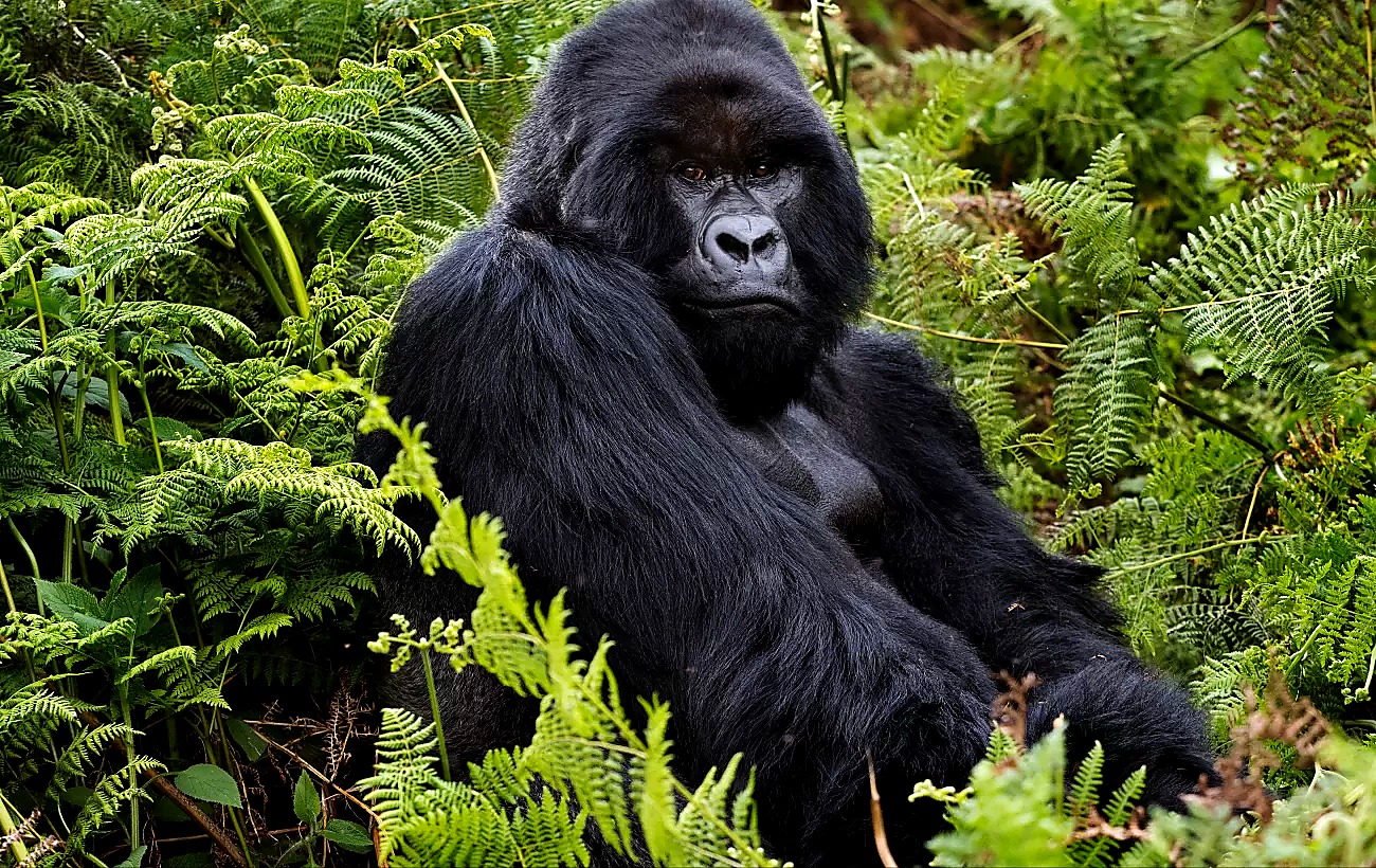 Kigali to Volcanoes National Park